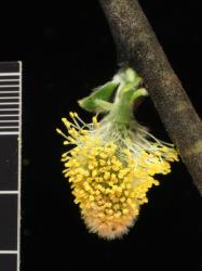 Salix ×reichardtii. Male catkin.
 Image: D. Glenny © Landcare Research 2020 CC BY 4.0